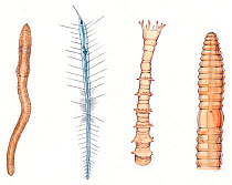 Left to right: Earthworm (Lumbricus terrestris). Planktonic polychaete worm (Tomopteris), Mercierella polychaete tube worm (Ficopomatus enigmaticus), detail of Earthworm (Lumbricus terrestris) anterio...