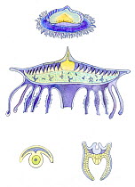 Illustration of individuals of Velella (Velella velella) siphonophore Colony. Velella is a small hydrozoan, 1 to 5 cm which floats on the sea. Pencil and watercolor painting.