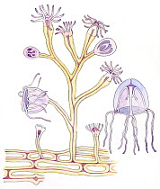 Illustration of formation of jellyfish Hydrozoa. Pencil and watercolor painting.