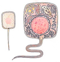 Illustration of prokaryotic (left) and eukaryotic (right) cells. Pencil and watercolor painting.