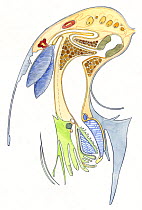 Illustration of internal Nautilus anatomy. Pencil and watercolor painting.