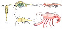 Illustration of evolution of crustaceans. Pencil and watercolor painting.