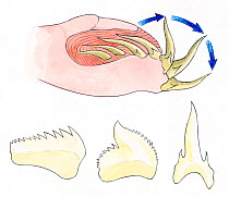 Illustration of details of Shark teeth. Pencil, watercolor and pastel illustration