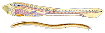Illustration of diagram of ammocoetes or lamprey larvae (Petromyzontiformes) and Myxine hagfish (Myxine sp). Pencil and watercolor painting.