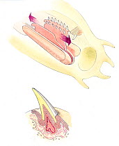 Illustration of detail of the mouthparts of Myxine hagfish, (Myxine sp) Pencil, watercolor and pastel illustration