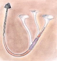 Illustration of hemichordate worm (Hemichordata) in burrow. Pencil, watercolor and pastel illustration