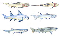Illustration of Acanthodii or Spiny sharks, an extinct class of fish which shared features of both cartilaginous and bony fish. Pencil and watercolor painting.