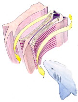 Illustration of gills of an Elasmobranch (Sharks and skates). Pencil, watercolor and pastel illustration