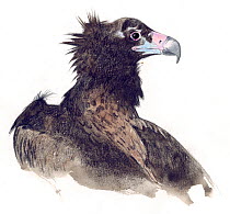 Illustration of Cinereous Vulture (Aegypius monachus) near Threatened species. Pencil and watercolor painting.