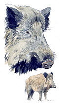 Illustration of Wild boar (Sus scrofa)  head and whole animal. Pencil and watercolor painting.
