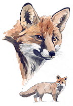 Illustration of Red Fox (Vulpes vulpes) head and body. Pencil and watercolor painting.