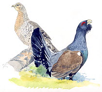 Illustration of Western Capercaillie (Tetrao urogallus) male (right) and female (left). Pencil and watercolor painting.