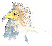 Illustration of Egyptian Vulture (Neophron percnopterus). Pencil and watercolor painting.