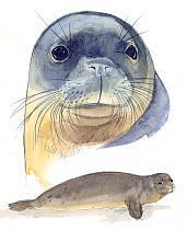 Illustration of Mediterranean Monk Seal (Monachus monachus) head and body. Critically Endangered species. Pencil and watercolor painting.