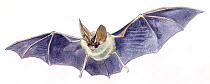 Illustration of Brown Big-eared Bat (Plecotus auritus). Pencil and watercolor painting.