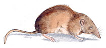 Illustration of Greater White-toothed Shrew (Crocidura russula). Pencil and watercolor painting.