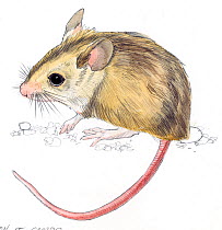 Illustration of Woodmouse / Long-tailed Field Mouse (Apodemus sylvaticus). Pencil and watercolor painting.