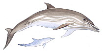 Illustration of Euphrosyne Dolphin (Stenella coeruleoalba). Pencil and watercolor painting.