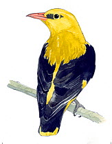 Illustration of Eurasian Golden Oriole (Oriolus oriolus). Pencil and watercolor painting.