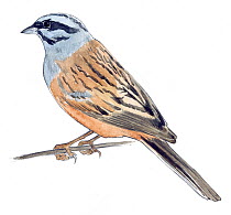 Illustration of Rock Bunting (Emberiza cia). Pencil and watercolor painting.