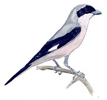 Illustration of Lesser Grey Shrike (Lanius minor). Pencil and watercolor painting.