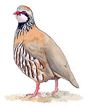 Illustration of Red-legged Partridge (Alectoris rufa). Pencil and watercolor painting.