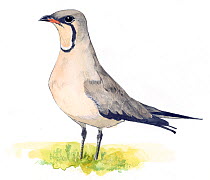 Illustration of Collared Pratincole (Glareola pratincola). Pencil and watercolor painting.