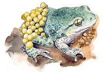 Illustration of Common Midwife toad (Alytes obstetricans). Pencil and watercolor painting.