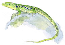Illustration of Ocellated Lizard (Timon lepidus). Pencil and watercolor painting.