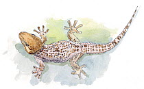 Illustration of Common Wall Gecko (Tarentola mauritanica). Pencil and watercolor painting.