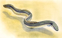 Illustration of European Eel (Anguilla anguilla). Pencil, watercolor and pastel illustration