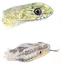 Illustration of Montpellier Snake (Malpolon monspessulanus) top, and Asp Viper (Vipera aspis), bottom. Pencil and watercolor painting.