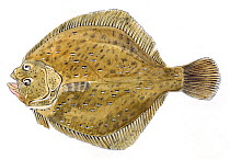 Illustration of Turbot (Scophthalmus maximus). Pencil and watercolor painting.