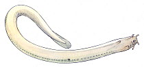 Illustration of Myxine hagfish (Myxine sp). Pencil and watercolor painting.