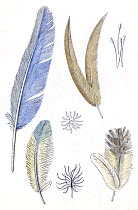 Illustration of different feather types, including flight feathers, filoplumes, down, and semiplume feathers. Pencil and watercolor painting.