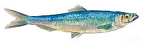 Illustration of Atlantic herring (Clupea harengus). Pencil and watercolor painting.