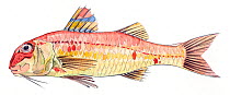 Illustration of Red mullet (Mullus surmuletus). Pencil and watercolor painting.