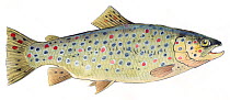 Illustration of Brown trout (Salmo trutta fario). Pencil and watercolor painting.