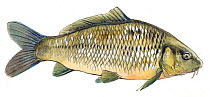 Illustration of Common Carp (Cyprinus carpio). Pencil and watercolor painting.