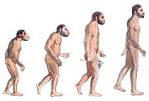 Illustration of human evolution from left to right Australopithecus afarensis, Australopithecus africanus, Homo erectus and Homo sapiens. Pencil and watercolor painting.