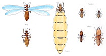 Illustration of termites (Isoptera sp), with winged king in the top left, wingless king bottom left. Workers top right, soldiers bottom right and queen -middle. Pencil and watercolor painting.