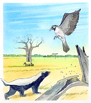 Illustration of Honey Badger - (Mellivora capensis) and Greater Honeyguide (Indicator indicator). Pencil, watercolor and pastel illustration