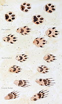 Illustration of tracks: Wild Cat (Felis silvestris) Pine Marten (Martes martes), Beech Marten (Martes foina) and Eurasian Badger (Meles meles). Pencil and watercolor painting.