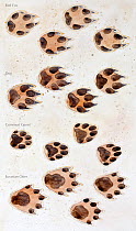 Illustration of tracks: Red Fox (Vulpes vulpes), Dog (Canis lupus familiaris), Common Genet and Eurasian Otter (Lutra lutra) Pencil and watercolor painting.