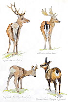 Illustration of deer: Red Deer (Cervus elaphus), Fallow Deer (Dama dama), European Roe Deer (Capreolus capreoolus) and Pyrenean Chamois (Rupicapra pyrenaica) Pencil and watercolor painting.