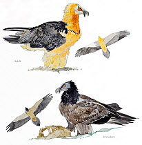 Illustration of Bearded vulture (Gypaetus barbatus). Pencil and watercolor painting.
