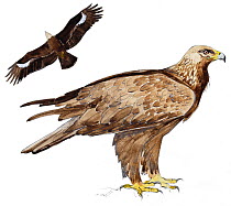 Illustration of Golden Eagle (Aquila chrysaetos) portrait and flying. Pencil and watercolor painting.