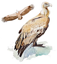 Illustration of Griffon Vulture (Gyps fulvus), portrait and flying. Pencil and watercolor painting.