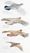 Illustration of Grouse (Tetraoninae) subfamily of Phasianidae, : Rock Ptarmigan (Lagopus mutus pyrenaicus), Red-legged Partridge (Alectoris rufa), Grey Partridge (Perdix perdix) and Common Quail (Cotu...