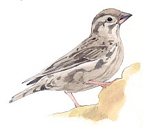 Illustration of Rock Sparrow (Petronia petronia). Pencil and watercolor painting.
